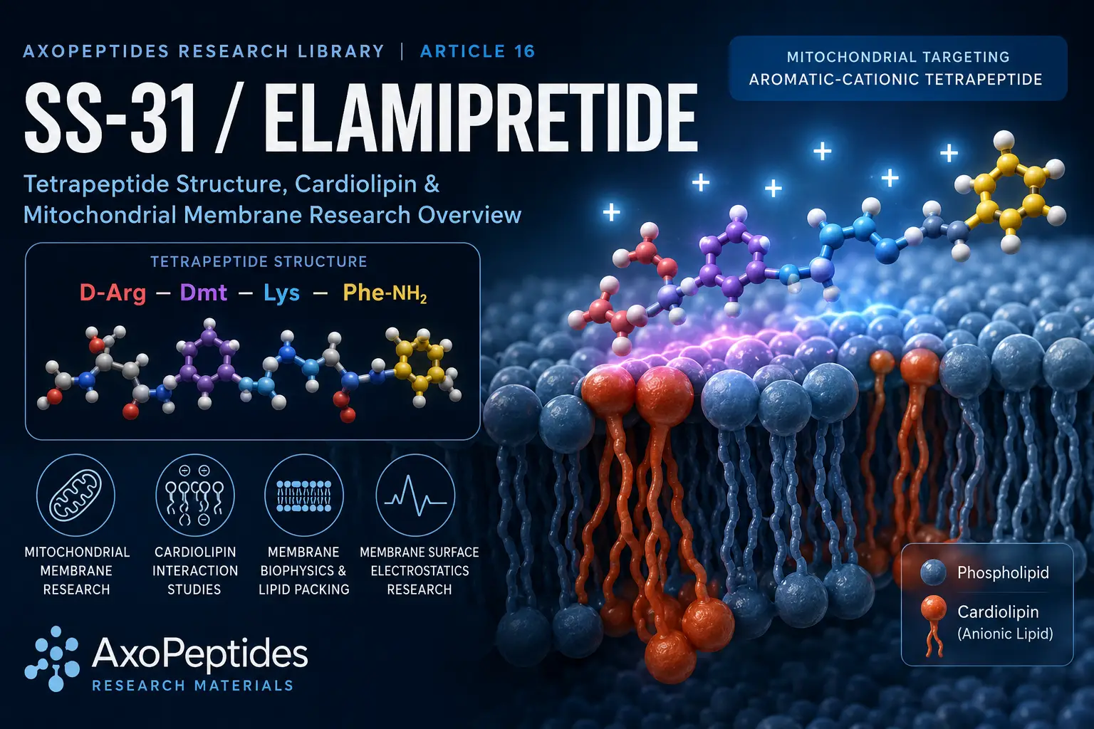 SS-31 elamipretide research overview showing tetrapeptide structure, cardiolipin interaction and mitochondrial membrane research